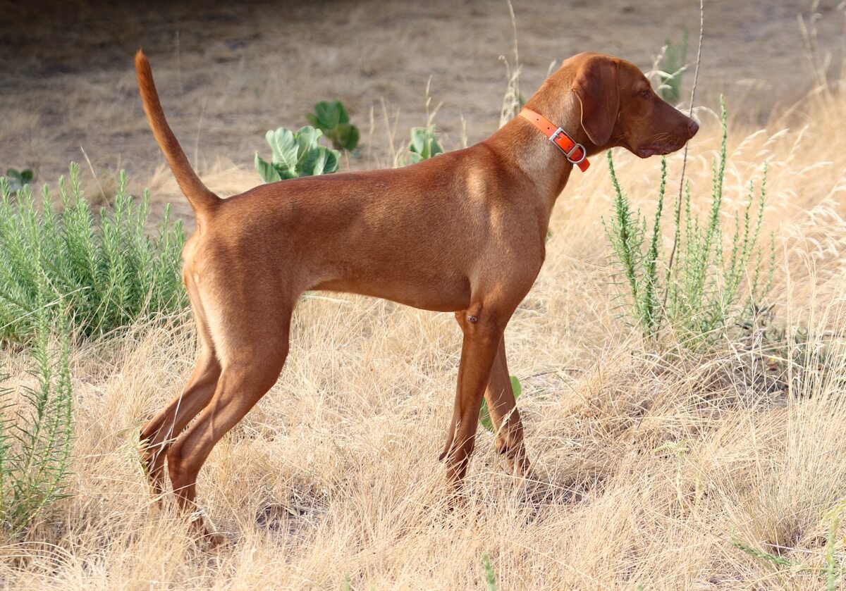 Trained Dogs for sale at Big Country Kennels Inc